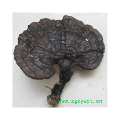 灵芝 灵芝野生纯正1000克促销批发价 产地 吉林省通化市东昌区 大货批发价