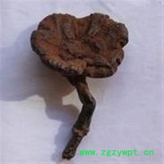 灵芝 灵芝野生纯正1000克促销批发价 产地 吉林省通化市东昌区 大货批发价图2