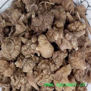 煜庭药业 珠子参 扣子七 珠儿参 珠参、钮子七、扣子七、竹鞭三七、疙瘩七、珠子参、土三七、盘七、野三七、带节参三七图3