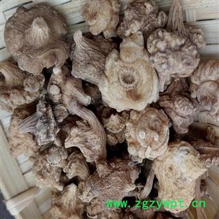 煜庭药业 珠子参 扣子七 珠儿参 珠参、钮子七、扣子七、竹鞭三七、疙瘩七、珠子参、土三七、盘七、野三七、带节参三七图4