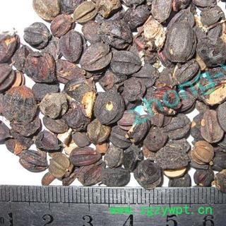 煜庭药业 刺五加子 刺五加籽 野生 正品图3