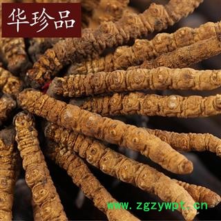 冬虫夏草 冬虫夏草5000条 选 产地 西藏自治区图2