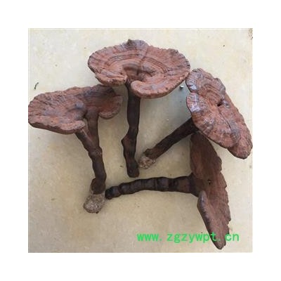 广西壮乡中草药 带孢子粉 灵芝 整枝灵芝 长柄 香浓而不苦 产地 广西柳州