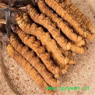 冬虫夏草 藏虫草选4000条 产地 西藏自治区那曲地区聂荣县图2