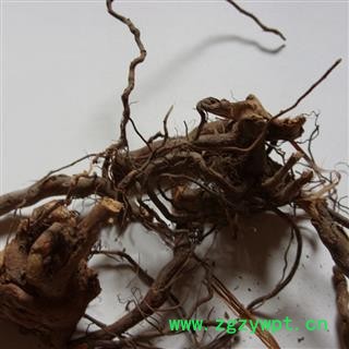 煜庭药业   蛇泡簕 大叶蛇泡簕图3