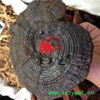 灵芝 灵芝孢子粉 东北野生灵芝 产地 辽宁省 凯捷中药图4