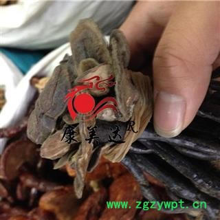 灵芝 灵芝孢子粉 东北野生灵芝 产地 辽宁省 凯捷中药图2