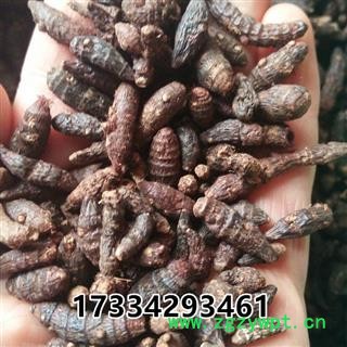 香附 香附 香附子 香头草 熟香附  中药材图2