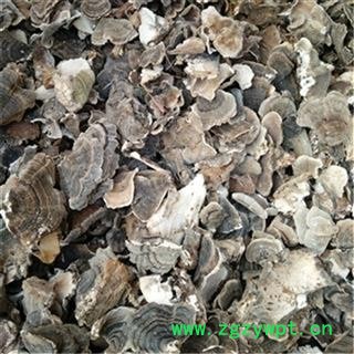 芝春堂 云芝 千层蘑 彩纹云芝 黄云芝 灰芝 瓦菌 统 产地 黑龙江省图4