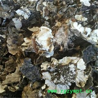 芝春堂 云芝 千层蘑 彩纹云芝 黄云芝 灰芝 瓦菌 统 产地 黑龙江省图2