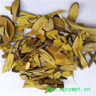 功劳木  黄藤代用品  十大功劳 土黄柏 黄柏 黄天竹 假黄藤图3
