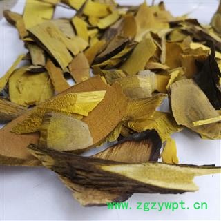 功劳木  黄藤代用品  十大功劳 土黄柏 黄柏 黄天竹 假黄藤图2