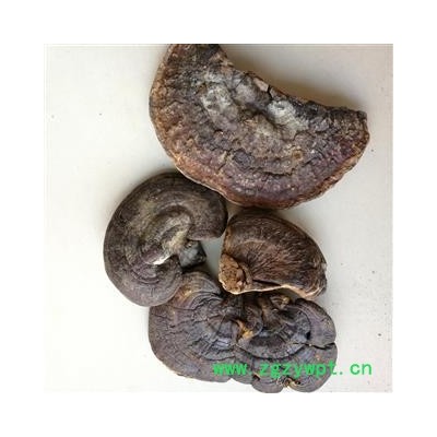 九盛堂中药材 粗毛褐孔菌 云南灵芝 槐蘑