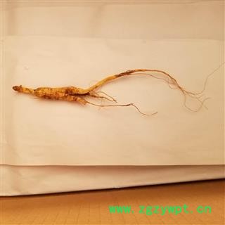 瑞森药材行 长白山山参 林下参 小支 5克左右 8-10年图3