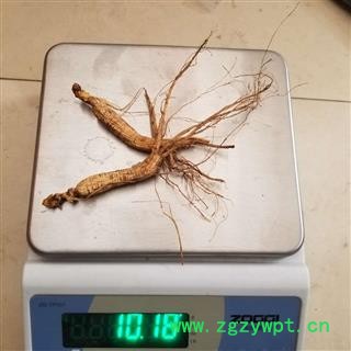 瑞森药材行 长白山山参 林下参 小支 5克左右 8-10年图4