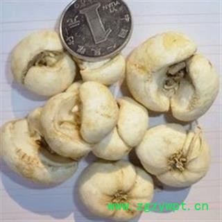 诺源药材行，象贝大川贝 浙贝片 贝母 优质野生图2