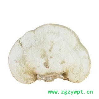 九盛堂 白灵芝 白林芝 玉芝 桦剥管菌图3