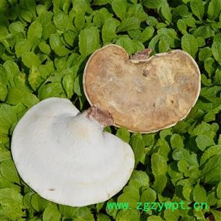 九盛堂 白灵芝 白林芝 玉芝 桦剥管菌图2