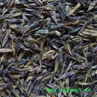 诺源药材行板蓝根 板蓝根籽图2