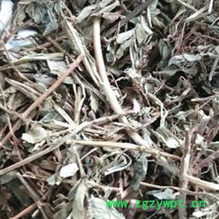 诺源药材行中药材叶下珠 一叶萩 小粒蒿 横子 老鼠牙 马扫帚图2