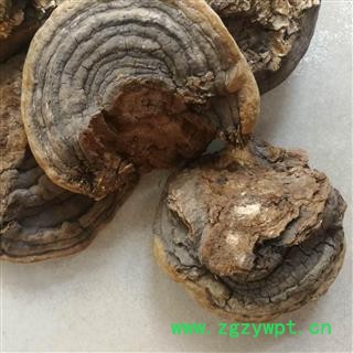 灵芝  裂蹄层孔菌图3