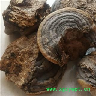 灵芝  裂蹄层孔菌图4