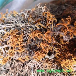 诺源药材行金刷把 金丝刷 红雪茶 正品实拍图2