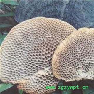 圣草康园 灵芝 蜂窝灵芝 毛蜂窝图2