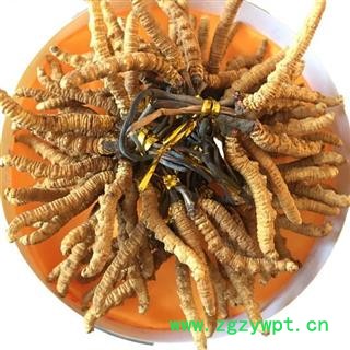 圣草康园虫草 冬虫夏草2500条15天无理由退货图2