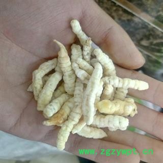 诺源药材行正品地蚕 草石蚕图2