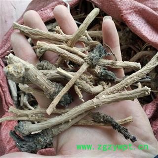 诺源药材行正品板蓝根 产地甘肃图2