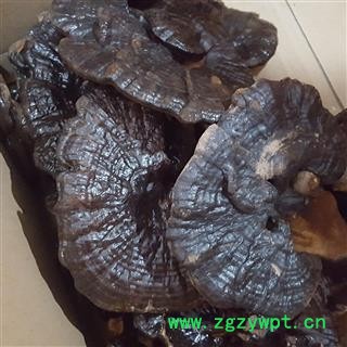 圣草康园灵芝紫灵芝  无污染礼盒装400克图2