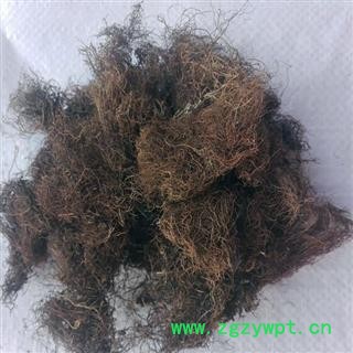 圣草康园头发七黑丝草 人头七 黑丝带图2