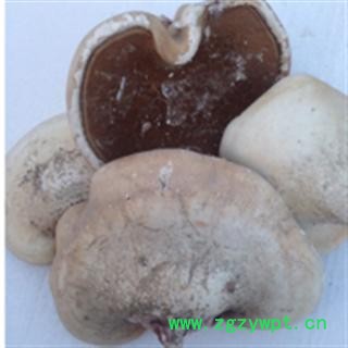 圣草康园中药材灵芝苦白蹄   白灵芝图2