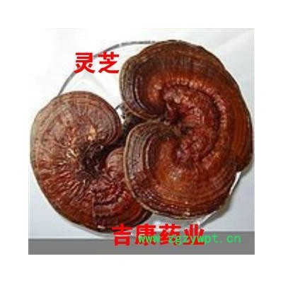 灵芝灵芝 产地 吉林省白山市抚松县