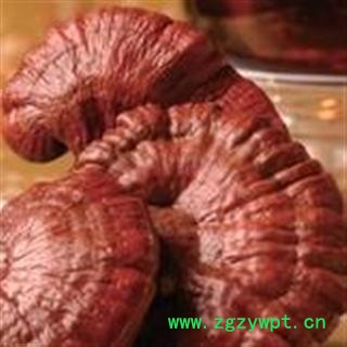 灵芝灵芝 产地 吉林省白山市抚松县图2