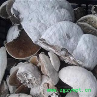 圣草康园中药材灵芝 香栓菌 杨柳白腐菌图2