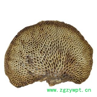 吉康药业灵芝 蜂窝灵芝 毛蜂窝菌 灵芝真菌图2