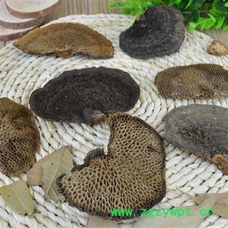 吉康药业灵芝 蜂窝灵芝 毛蜂窝菌 灵芝真菌图3