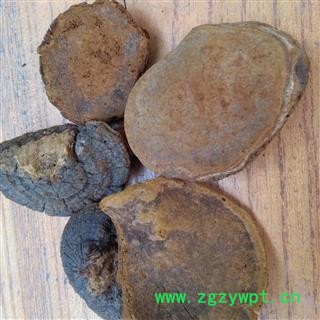 吉康药业桑黄 别称-槐耳 猢狲眼 桑耳 桑臣 桑黄菇 桑黄菰 梅树菌图2