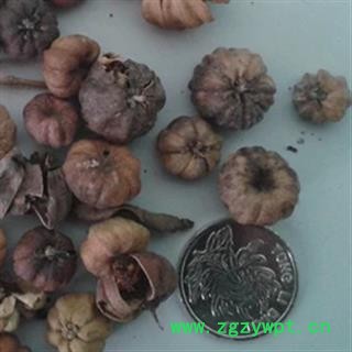 诺源药材行中药材算盘子 算盘子根图2