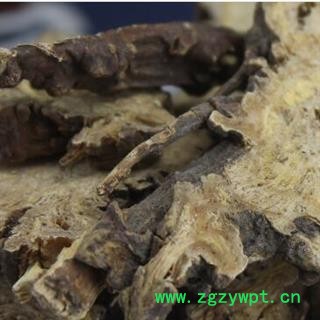 中药材藁本 辽藁本 稿本 统 产地 辽宁省 安国市场批发零售大全图2