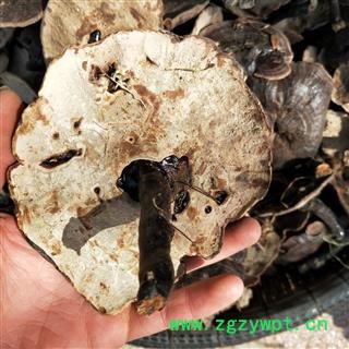 灵芝个 青海野生灵芝 产地 青海省图2