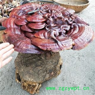 灵芝 山东紫灵芝镇店之宝 产地 山东省图3