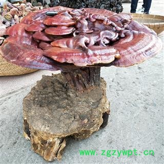 灵芝 山东紫灵芝镇店之宝 产地 山东省图2