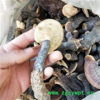 灵芝 西藏高山野生灵芝 产地 西藏自治区图3