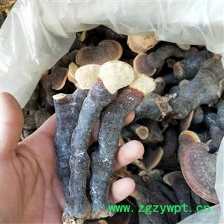 灵芝 西藏高山野生灵芝 产地 西藏自治区图2