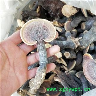 灵芝 西藏高山野生灵芝 产地 西藏自治区图4