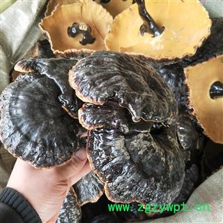 灵芝 个东北黑灵芝 产地 吉林省图3