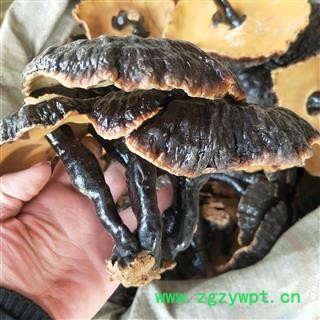 灵芝 个东北黑灵芝 产地 吉林省图2